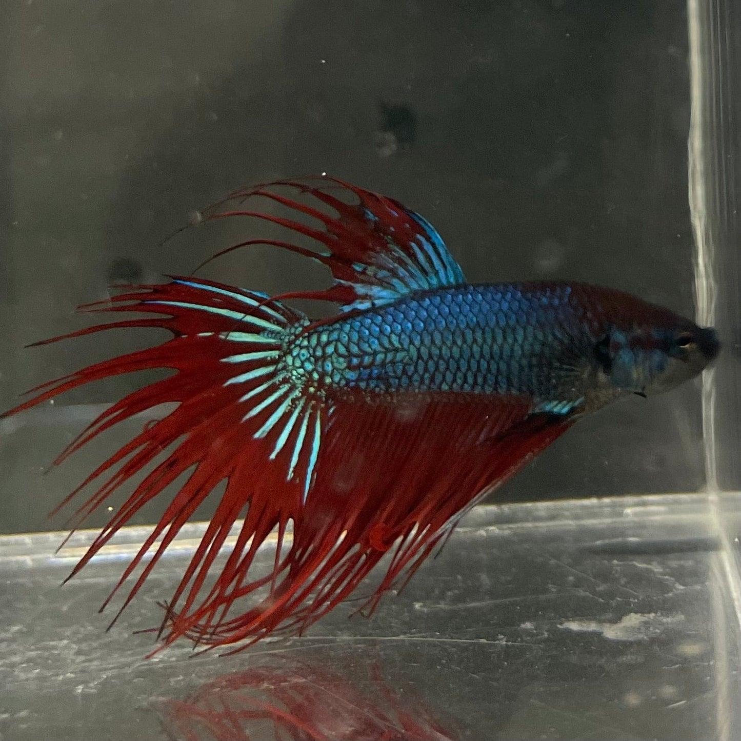 the-fish-farm Male Betta Male Betta - One Only - 11 Choose your favourite Male Betta from The Fish Farm Australia