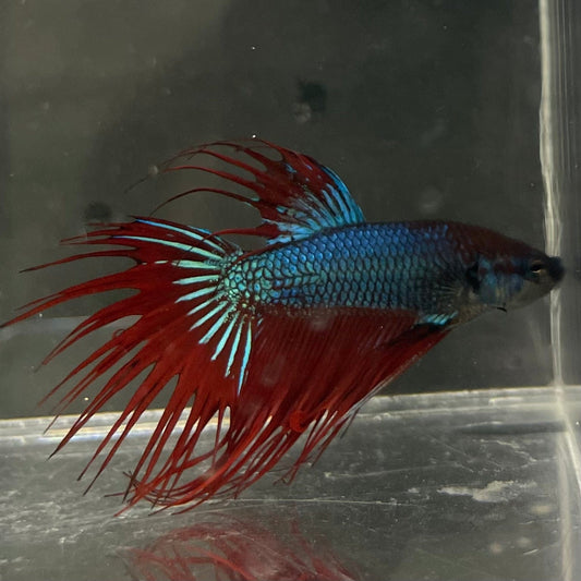 the-fish-farm Male Betta Male Betta - One Only - 11 Choose your favourite Male Betta from The Fish Farm Australia