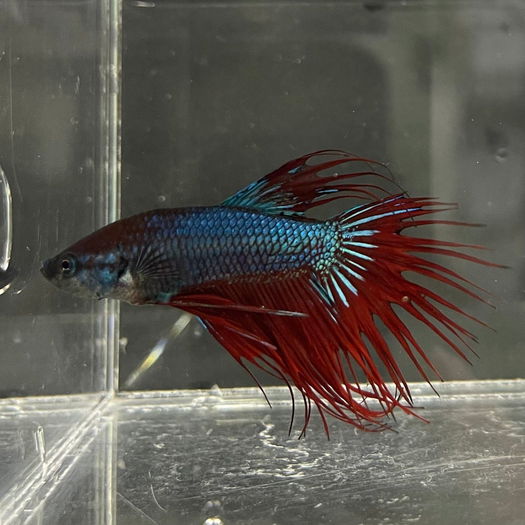 the-fish-farm Male Betta Male Betta - One Only - 11 Choose your favourite Male Betta from The Fish Farm Australia