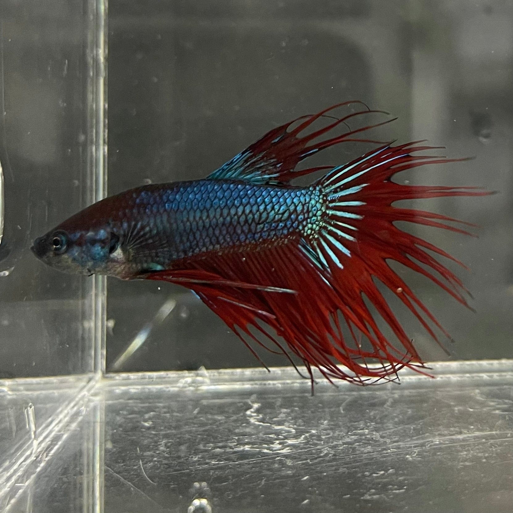 the-fish-farm Male Betta Male Betta - One Only - 11 Choose your favourite Male Betta from The Fish Farm Australia