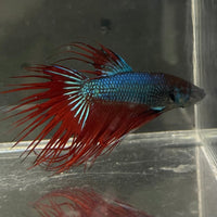the-fish-farm Male Betta Male Betta - One Only - 11 Choose your favourite Male Betta from The Fish Farm Australia
