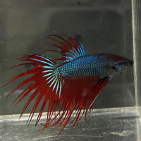 the-fish-farm Male Betta Male Betta - One Only - 11 Choose your favourite Male Betta from The Fish Farm Australia