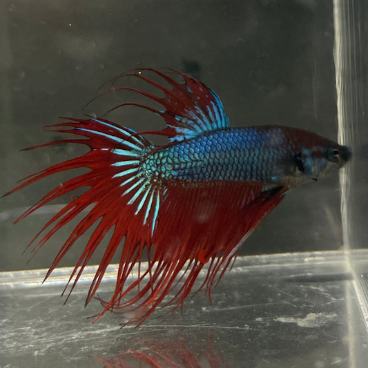 the-fish-farm Male Betta Male Betta - One Only - 11 Choose your favourite Male Betta from The Fish Farm Australia