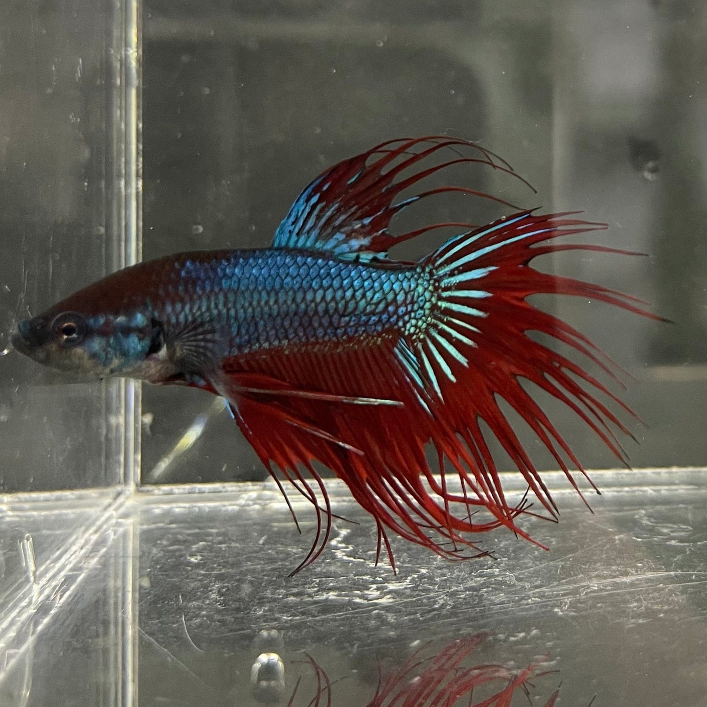 the-fish-farm Male Betta Male Betta - One Only - 11 Choose your favourite Male Betta from The Fish Farm Australia