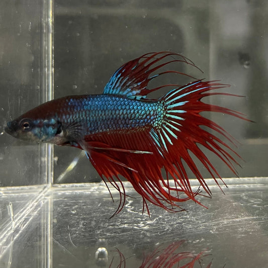 the-fish-farm Male Betta Male Betta - One Only - 11 Choose your favourite Male Betta from The Fish Farm Australia