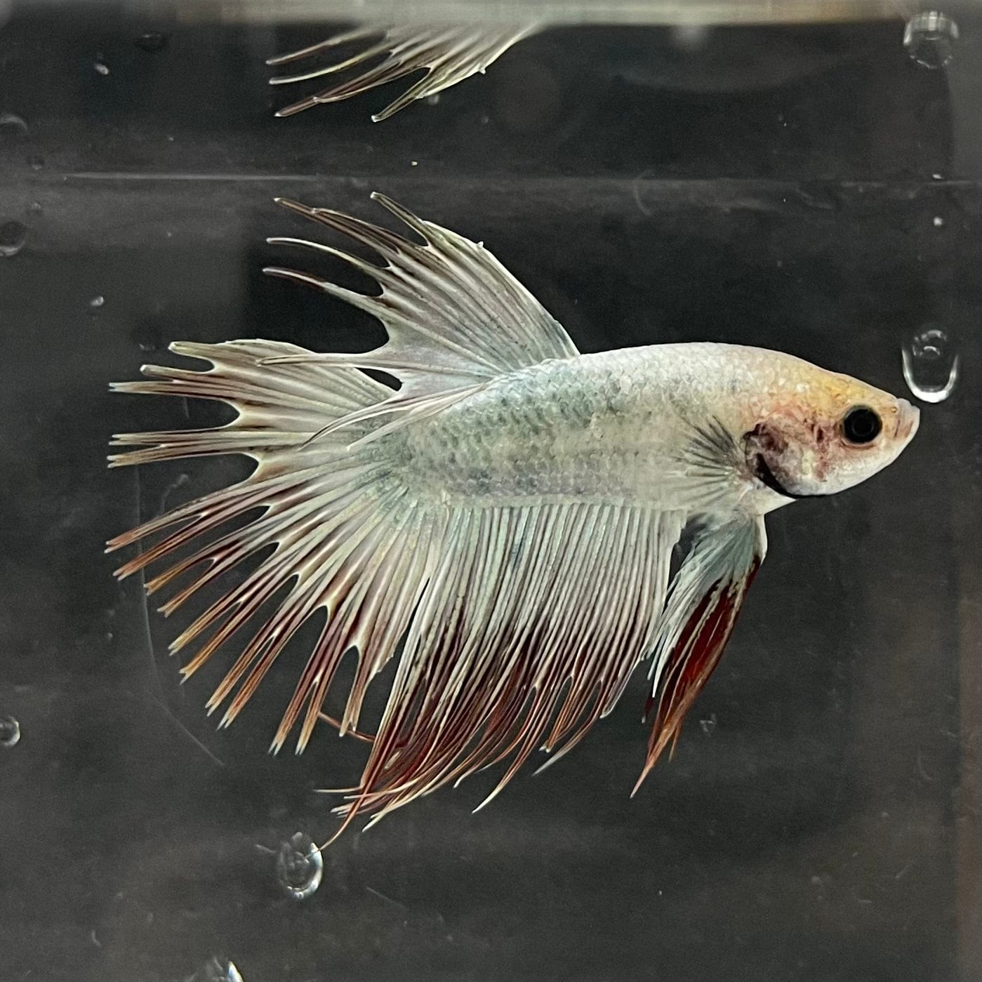 the-fish-farm Male Betta Male Betta - One Only - 11 Choose your favourite Male Betta from The Fish Farm Australia