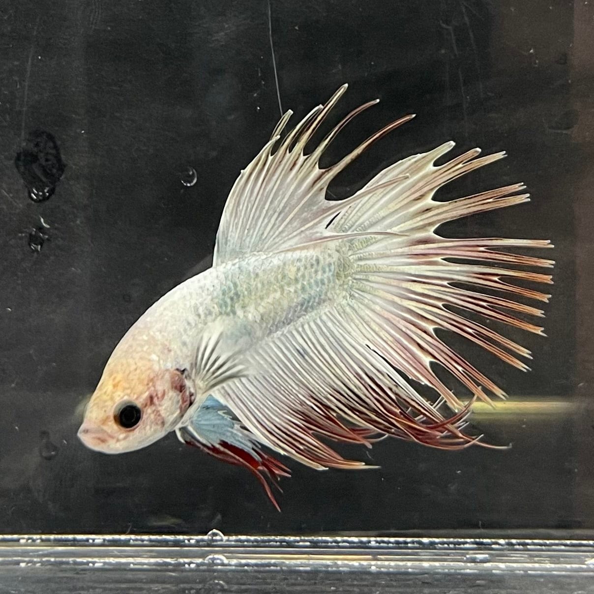 the-fish-farm Male Betta Male Betta - One Only - 11 Choose your favourite Male Betta from The Fish Farm Australia