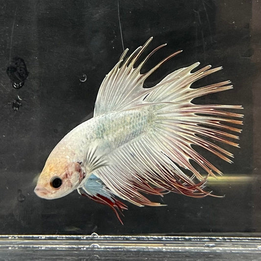 the-fish-farm Male Betta Male Betta - One Only - 11 Choose your favourite Male Betta from The Fish Farm Australia