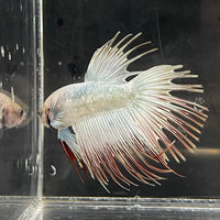 the-fish-farm Male Betta Male Betta - One Only - 11 Choose your favourite Male Betta from The Fish Farm Australia