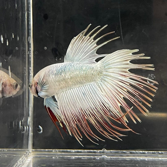 the-fish-farm Male Betta Male Betta - One Only - 11 Choose your favourite Male Betta from The Fish Farm Australia