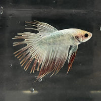 the-fish-farm Male Betta Male Betta - One Only - 11 Choose your favourite Male Betta from The Fish Farm Australia