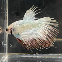 the-fish-farm Male Betta Male Betta - One Only - 11 Choose your favourite Male Betta from The Fish Farm Australia