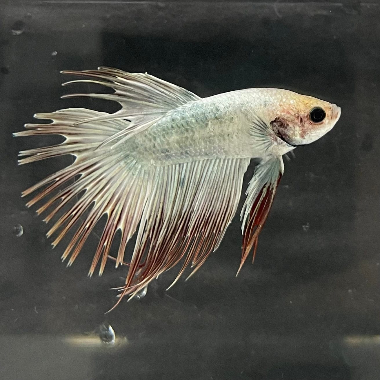 the-fish-farm Male Betta Male Betta - One Only - 11 Choose your favourite Male Betta from The Fish Farm Australia