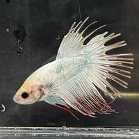 the-fish-farm Male Betta Male Betta - One Only - 11 Choose your favourite Male Betta from The Fish Farm Australia