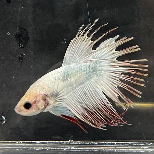 the-fish-farm Male Betta Male Betta - One Only - 11 Choose your favourite Male Betta from The Fish Farm Australia