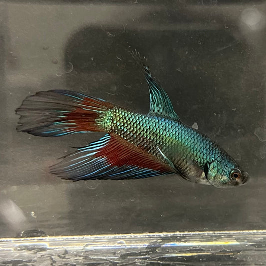 the-fish-farm Male Betta Male Betta - One Only - 11 Choose your favourite Male Betta from The Fish Farm Australia