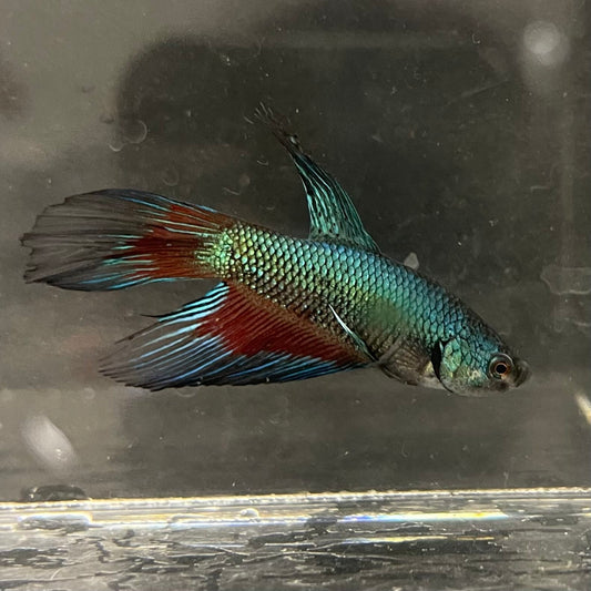 the-fish-farm Male Betta Male Betta - One Only - 11 Choose your favourite Male Betta from The Fish Farm Australia