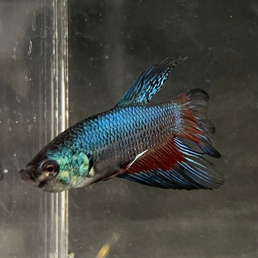 the-fish-farm Male Betta Male Betta - One Only - 11 Choose your favourite Male Betta from The Fish Farm Australia