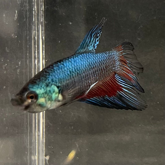 the-fish-farm Male Betta Male Betta - One Only - 11 Choose your favourite Male Betta from The Fish Farm Australia