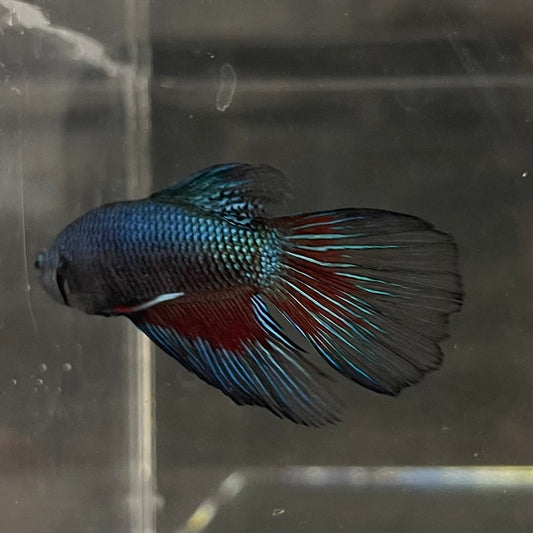 the-fish-farm Male Betta Male Betta - One Only - 11 Choose your favourite Male Betta from The Fish Farm Australia