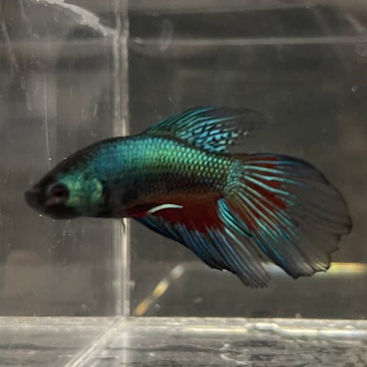 the-fish-farm Male Betta Male Betta - One Only - 11 Choose your favourite Male Betta from The Fish Farm Australia