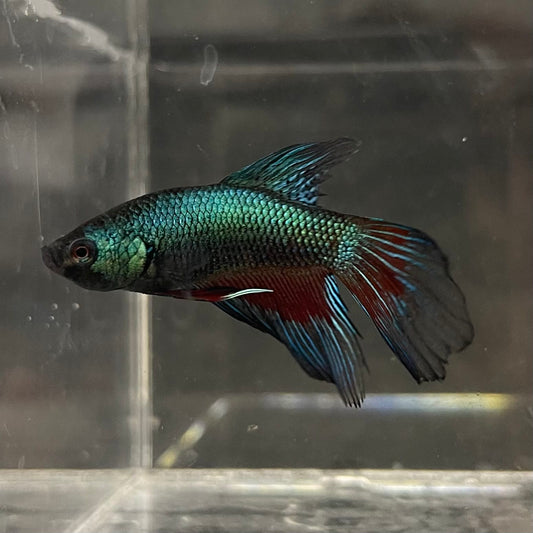 the-fish-farm Male Betta Male Betta - One Only - 11 Choose your favourite Male Betta from The Fish Farm Australia