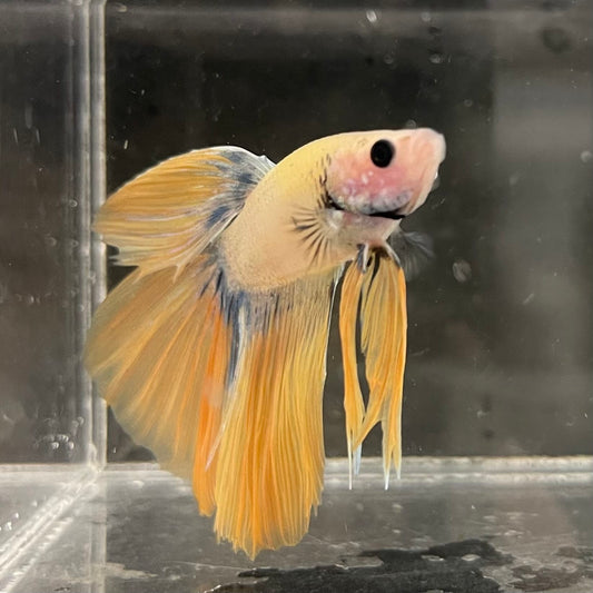 the-fish-farm Male Betta Male Betta - One Only - 11 Choose your favourite Male Betta from The Fish Farm Australia