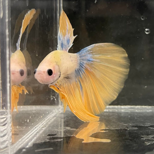 the-fish-farm Male Betta Male Betta - One Only - 11 Choose your favourite Male Betta from The Fish Farm Australia