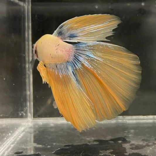 the-fish-farm Male Betta Male Betta - One Only - 11 Choose your favourite Male Betta from The Fish Farm Australia