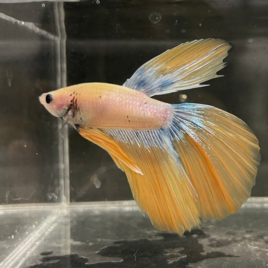 the-fish-farm Male Betta Male Betta - One Only - 11 Choose your favourite Male Betta from The Fish Farm Australia