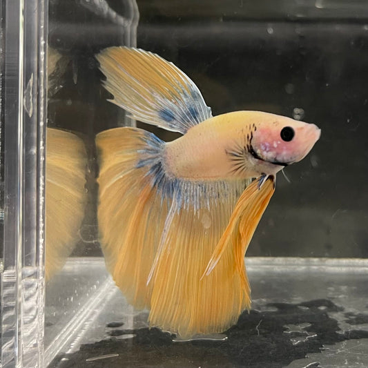 the-fish-farm Male Betta Male Betta - One Only - 11 Choose your favourite Male Betta from The Fish Farm Australia