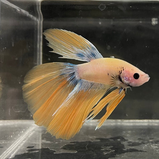 the-fish-farm Male Betta Male Betta - One Only - 11 Choose your favourite Male Betta from The Fish Farm Australia