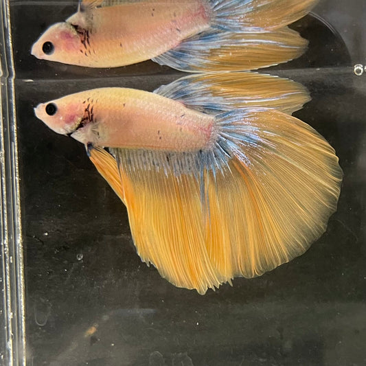 the-fish-farm Male Betta Male Betta - One Only - 11 Choose your favourite Male Betta from The Fish Farm Australia