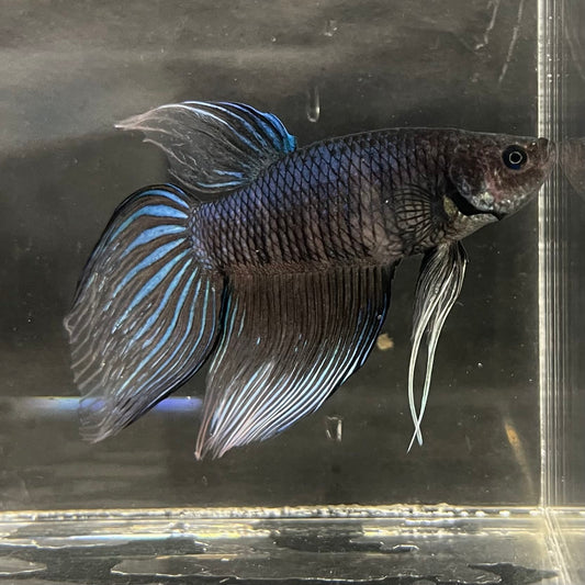 the-fish-farm Male Betta Male Betta - One Only - 11 Choose your favourite Male Betta from The Fish Farm Australia