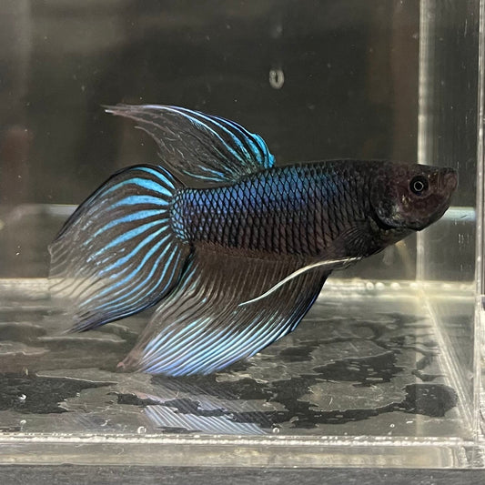 the-fish-farm Male Betta Male Betta - One Only - 11 Choose your favourite Male Betta from The Fish Farm Australia