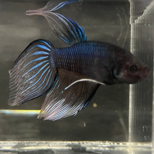 the-fish-farm Male Betta Male Betta - One Only - 11 Choose your favourite Male Betta from The Fish Farm Australia