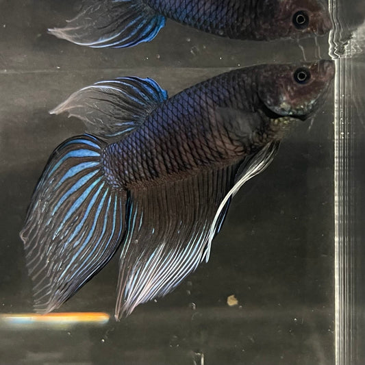 the-fish-farm Male Betta Male Betta - One Only - 11 Choose your favourite Male Betta from The Fish Farm Australia