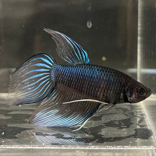 the-fish-farm Male Betta Male Betta - One Only - 11 Choose your favourite Male Betta from The Fish Farm Australia
