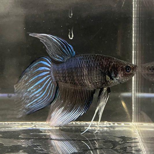 the-fish-farm Male Betta Male Betta - One Only - 11 Choose your favourite Male Betta from The Fish Farm Australia