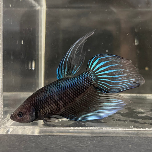 the-fish-farm Male Betta Male Betta - One Only - 11 Choose your favourite Male Betta from The Fish Farm Australia