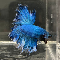 the-fish-farm Male Betta Male Betta - One Only - 11 Choose your favourite Male Betta from The Fish Farm Australia