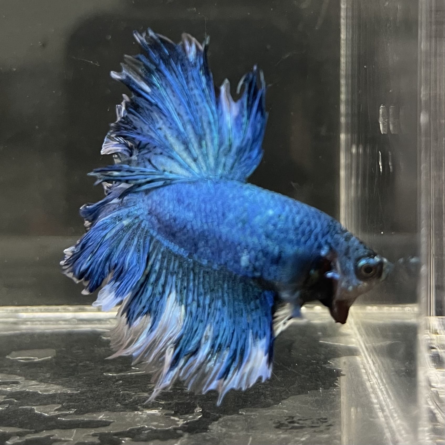 the-fish-farm Male Betta Male Betta - One Only - 11 Choose your favourite Male Betta from The Fish Farm Australia