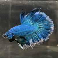 the-fish-farm Male Betta Male Betta - One Only - 11 Choose your favourite Male Betta from The Fish Farm Australia