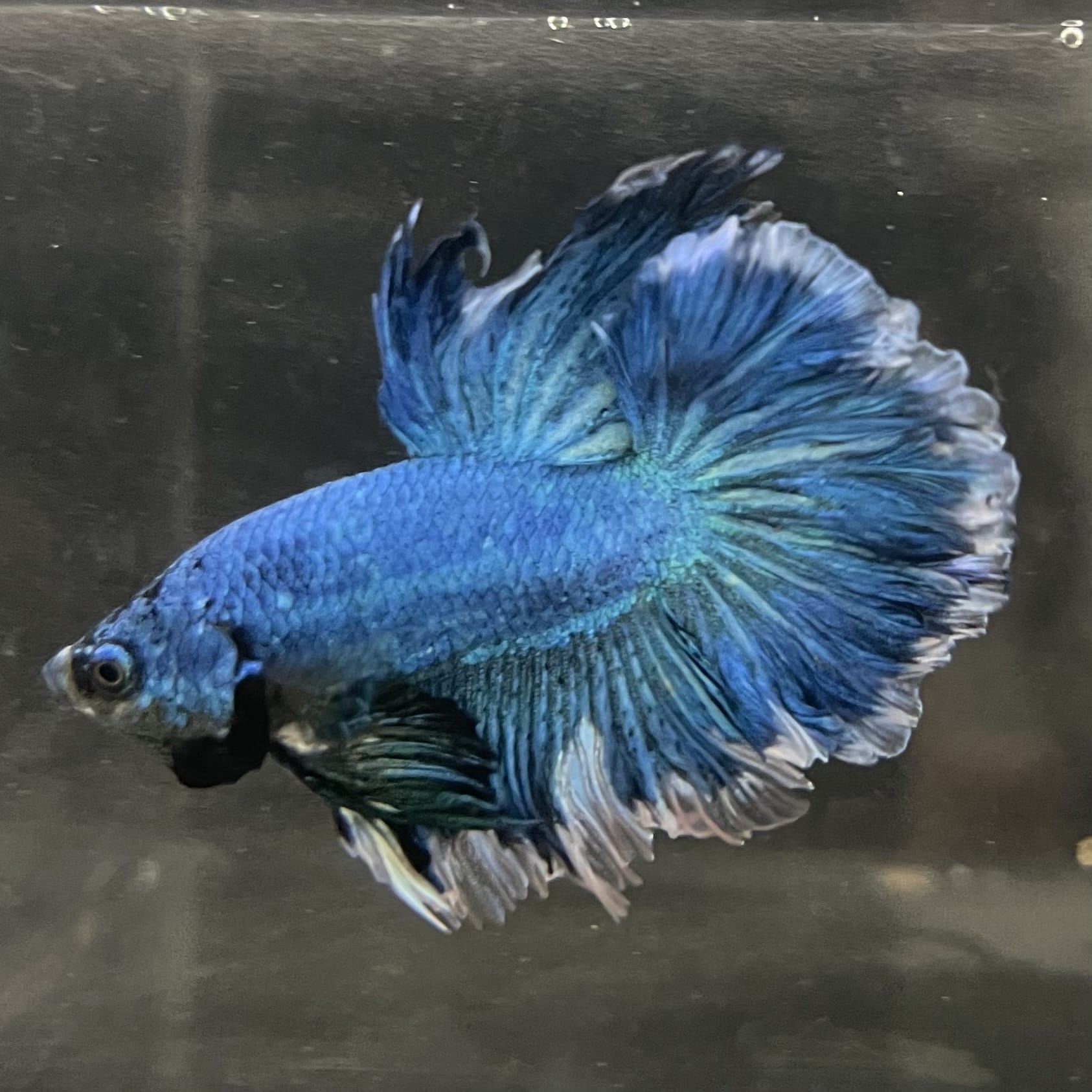 the-fish-farm Male Betta Male Betta - One Only - 11 Choose your favourite Male Betta from The Fish Farm Australia