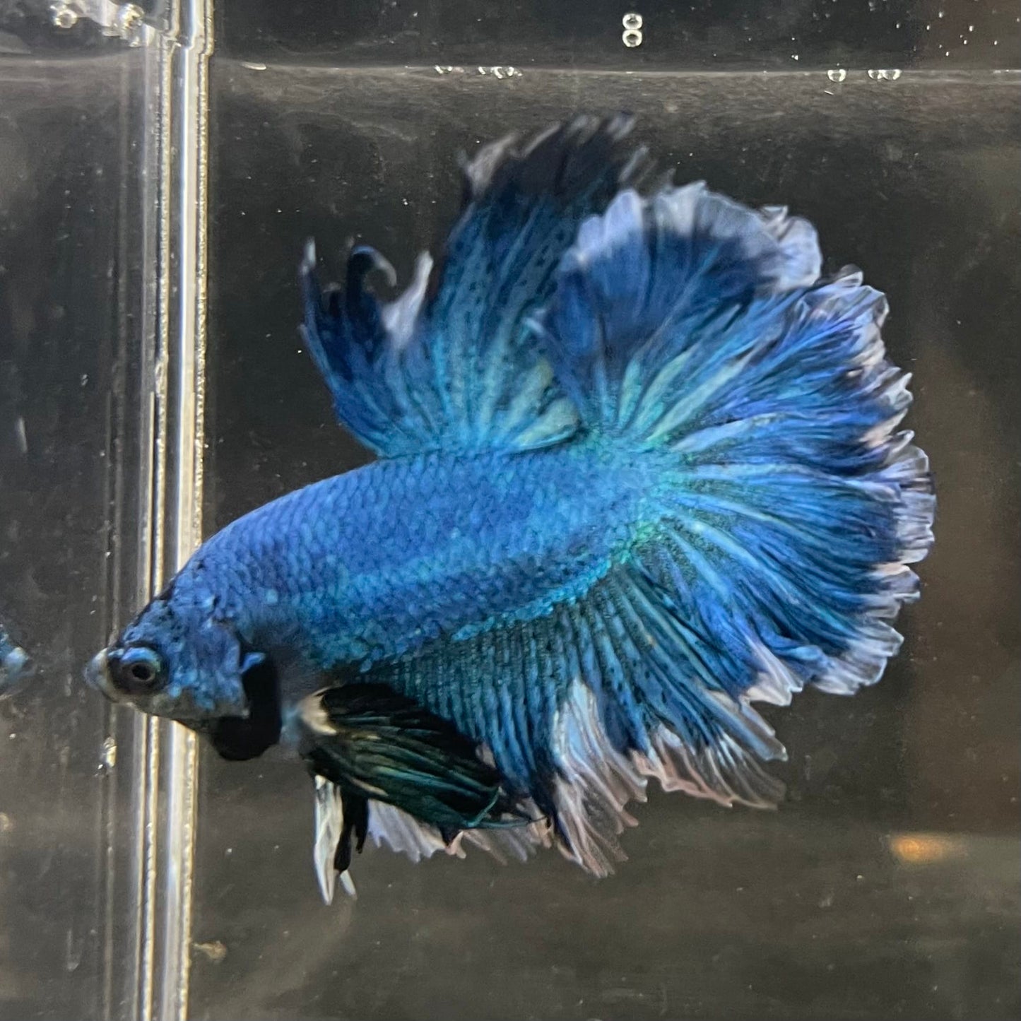the-fish-farm Male Betta Male Betta - One Only - 11 Choose your favourite Male Betta from The Fish Farm Australia