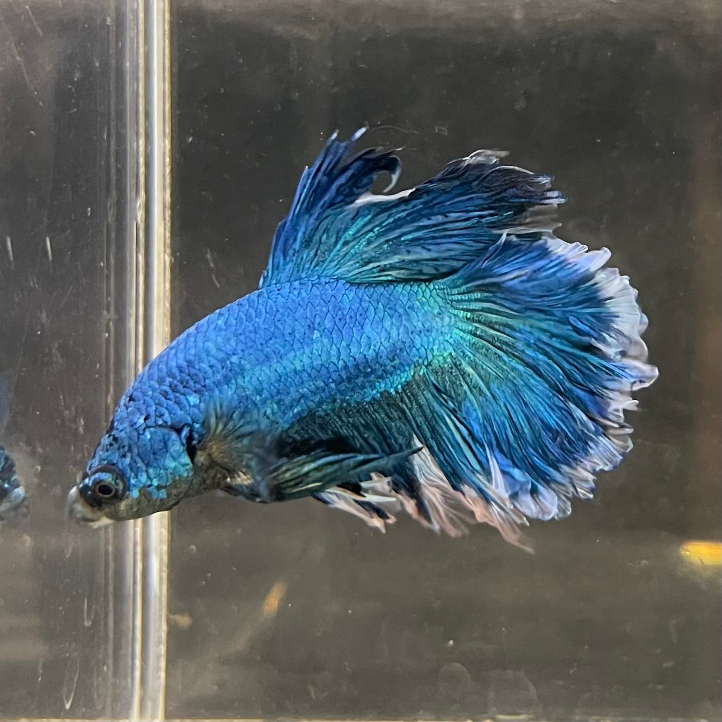 the-fish-farm Male Betta Male Betta - One Only - 11 Choose your favourite Male Betta from The Fish Farm Australia