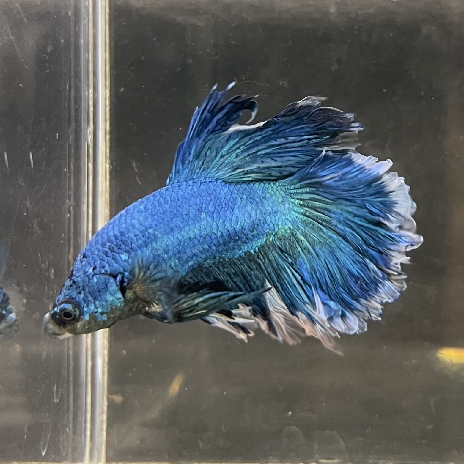 the-fish-farm Male Betta Male Betta - One Only - 11 Choose your favourite Male Betta from The Fish Farm Australia