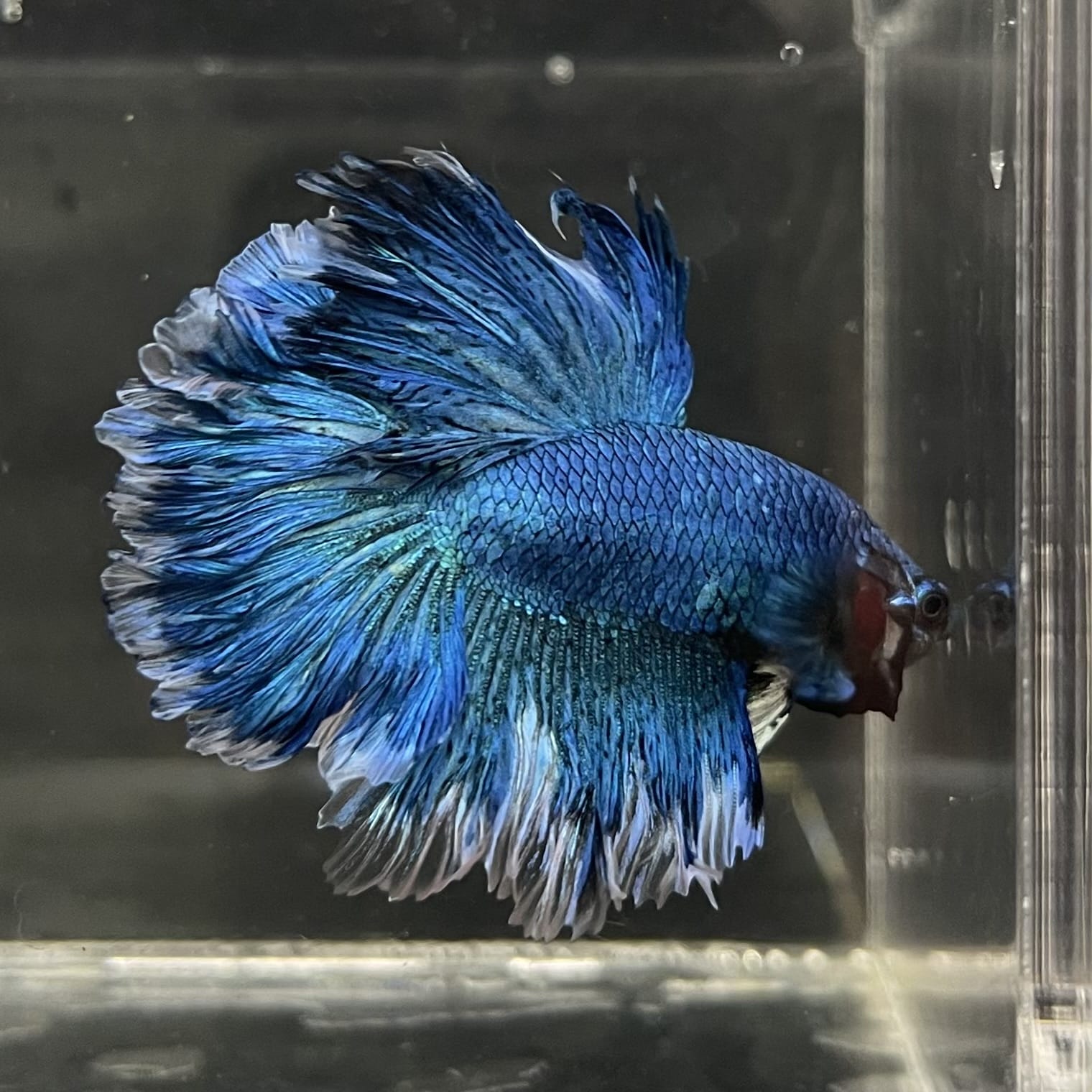 the-fish-farm Male Betta Male Betta - One Only - 11 Choose your favourite Male Betta from The Fish Farm Australia