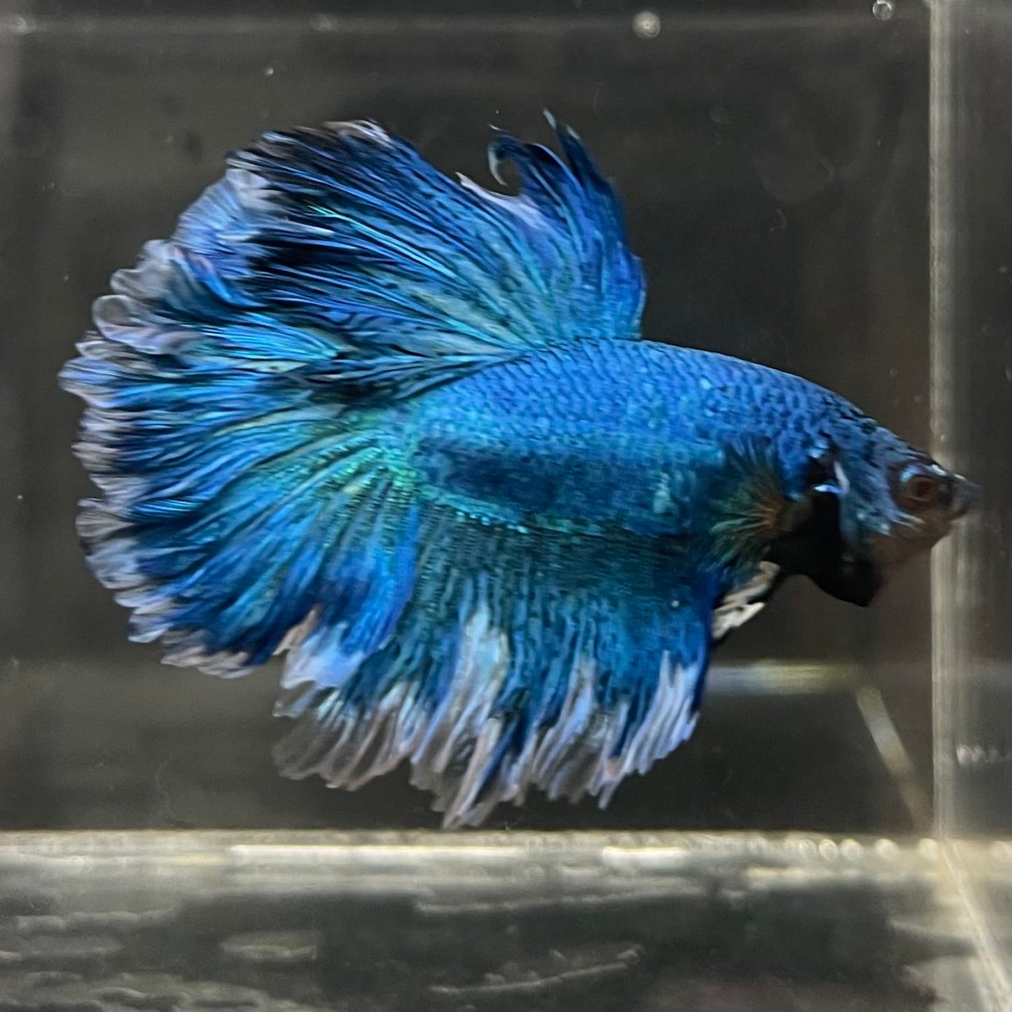 the-fish-farm Male Betta Male Betta - One Only - 11 Choose your favourite Male Betta from The Fish Farm Australia