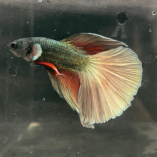 the-fish-farm Male Betta Male Betta - One Only - 11 Choose your favourite Male Betta from The Fish Farm Australia